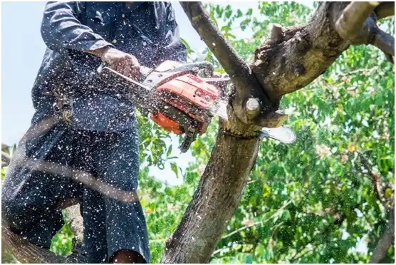 tree services McMinnville